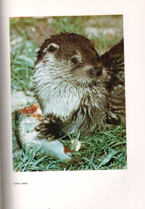 Alfred Edmund Brehm: ŽIVOT ZVIERAT 4 - CICAVCE