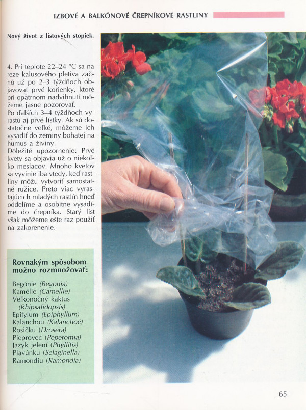 Siegfried Stein: Rozmnožovanie rastlín pre dom a záhradu