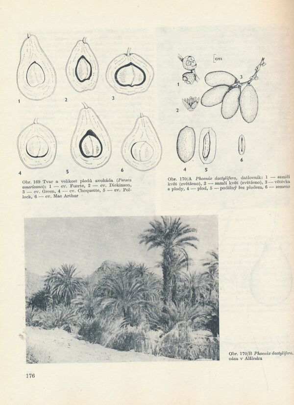 Pavel Valíček a kol.: Užitkové rostliny tropů a subtropů