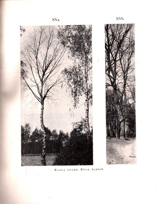 Ferdinand Engelmüller: CESTY K MALÍŘSKÉMU UMĚNÍ