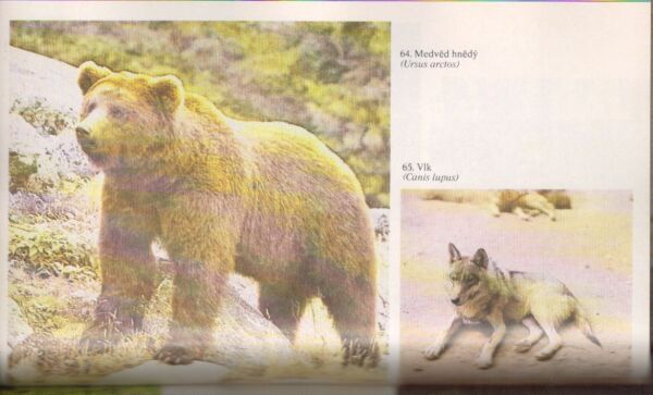 Miloš Anděra, Ivan Horáček: POZNÁVÁME NAŠE SAVCE