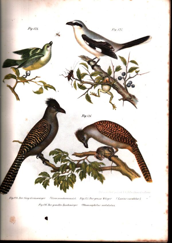 Leopolod Joseph Fitzinger: BILDER-ATLAS NATURGESCHICHTE DER VÖGEL