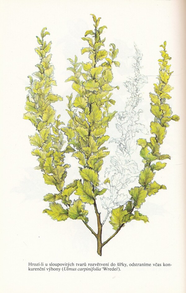 Vilém Walter: PĚSTOVÁNÍ OKRASNÝCH STROMŮ A KEŘŮ