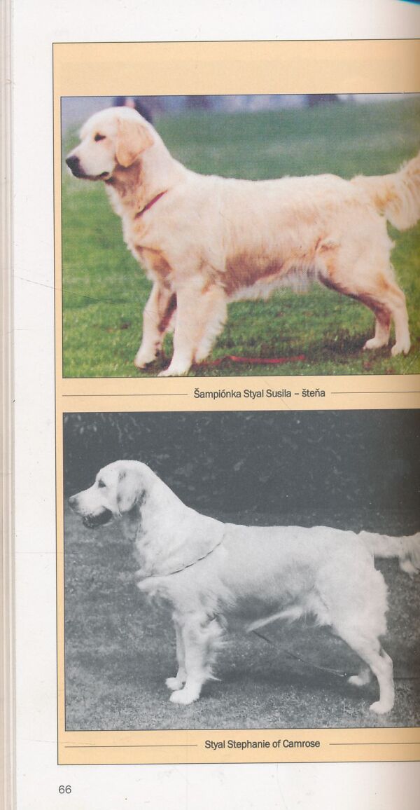 Marigold Timsonová: Zlatý retriever