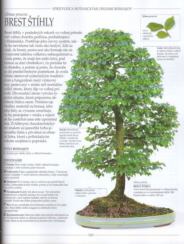 Harry Tomlinson: BONSAJE