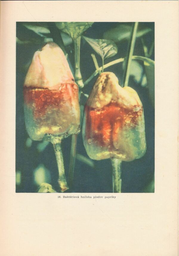 J. Smolák, C. Blattný: Fytopatológia