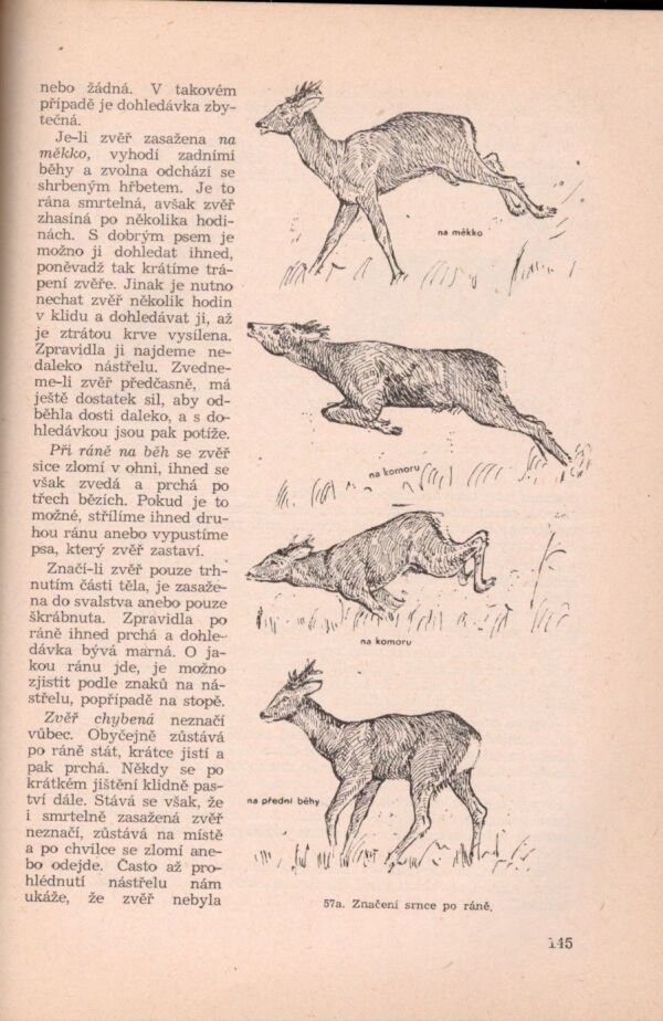  a kol.: MYSLIVECKÝ SLABIKÁŘ