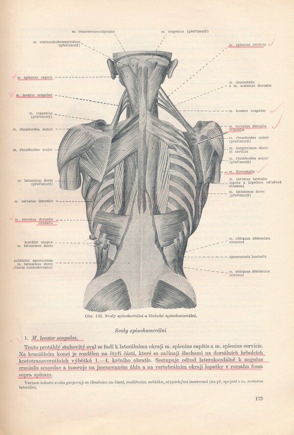 L. Borovanský a kol.: SOUSTAVNÁ ANATOMIE ČLOVĚKA I