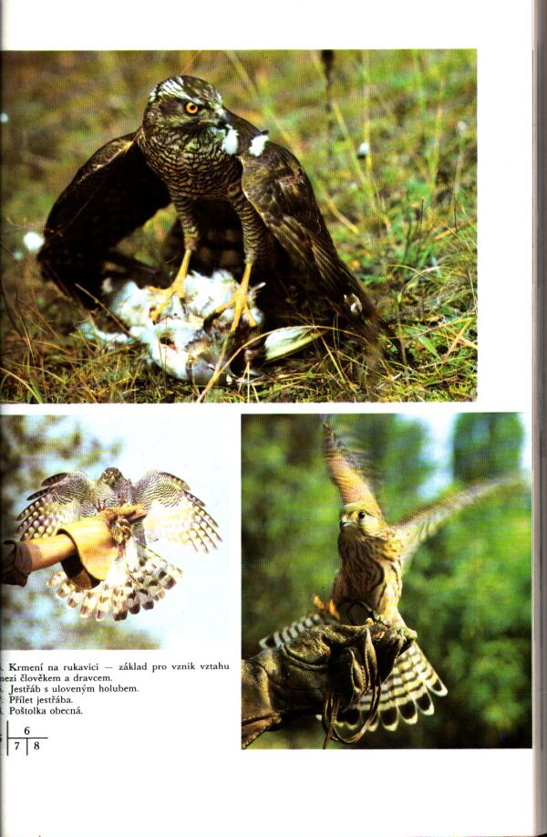 O. Mikulica, J. Ptáček, M. Kučera: DRAVCI A SOKOLNICTVÍ V ČSSR