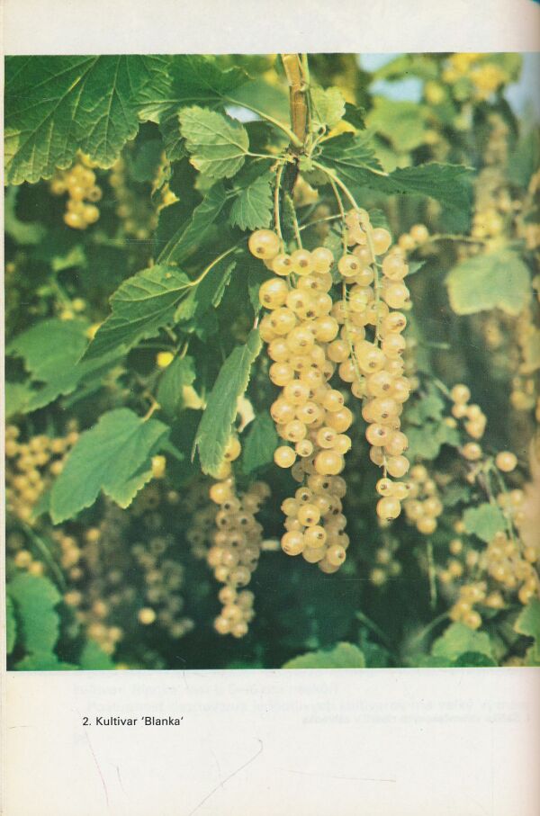 I. Hričovský: Ríbezle a egreše