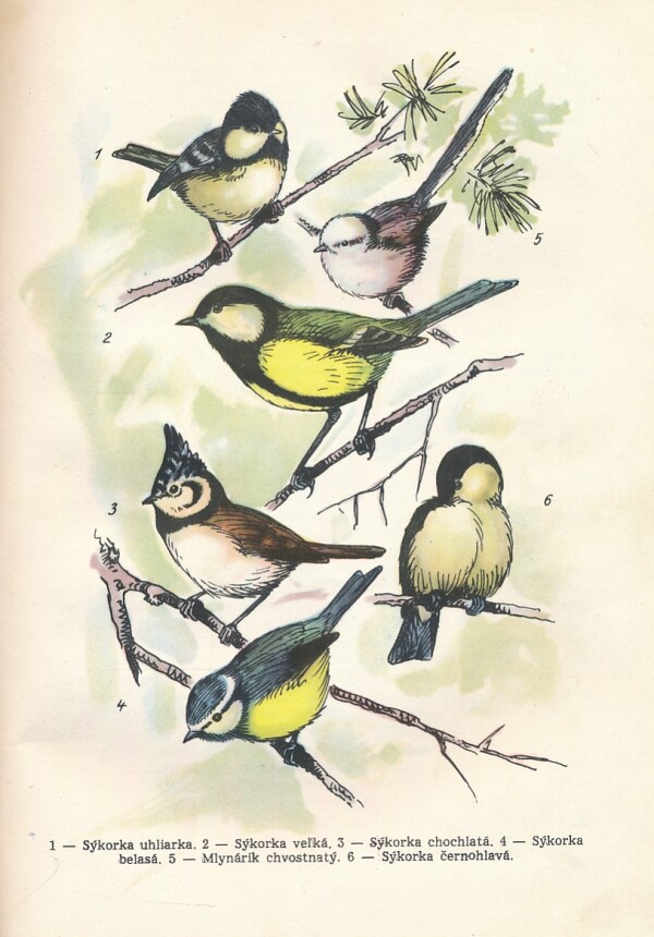 A. N. Formozov, V. I. Osmolovskaja, K. N. Plagosklonov: VTÁKY A ŠKODCOVIA LESA