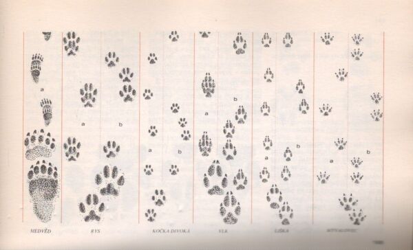 Miloš Anděra, Ivan Horáček: POZNÁVÁME NAŠE SAVCE