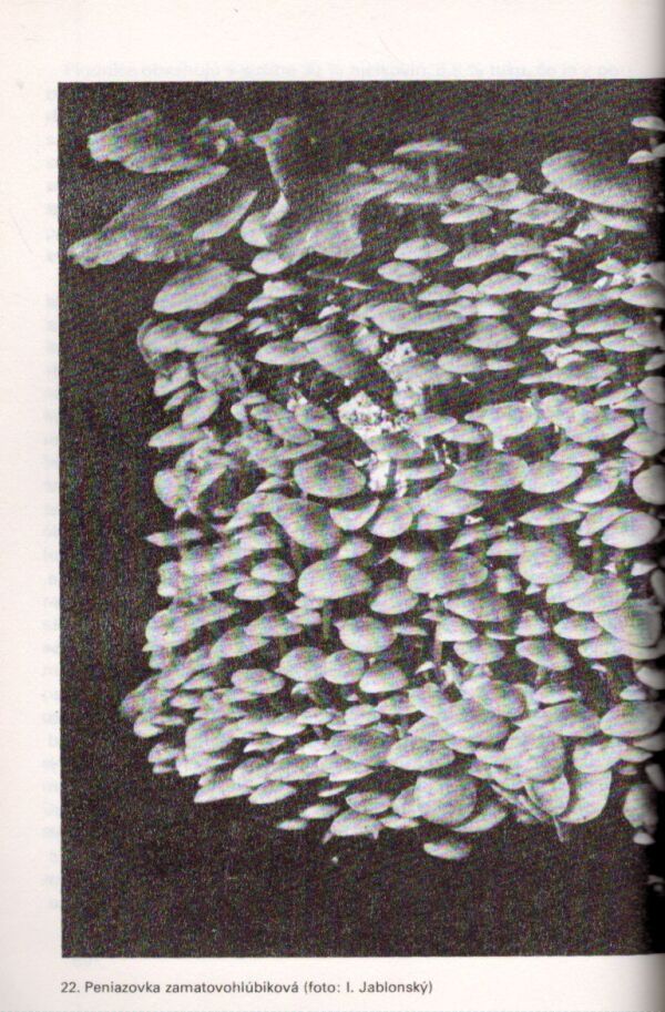 A. Ginterová: PESTOVANIE HÚB