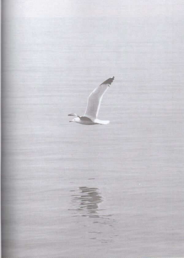 Richard Bach: ČAJKA JONATHAN LIVINGSTON
