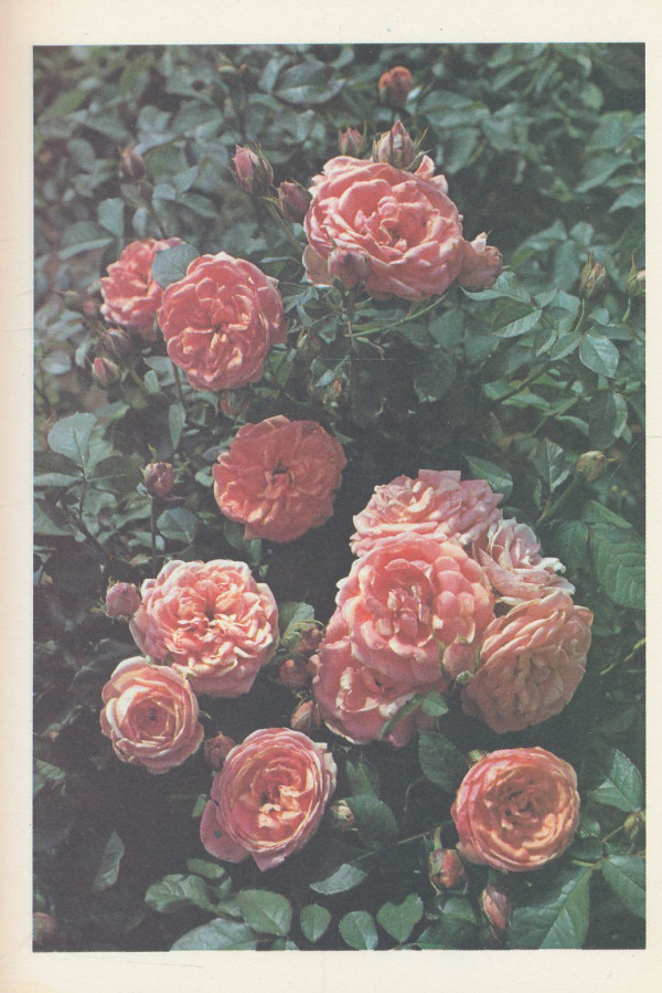 B. Sedliská, V. Walter, Z. Humpál: 100 nejkrásnějších růže