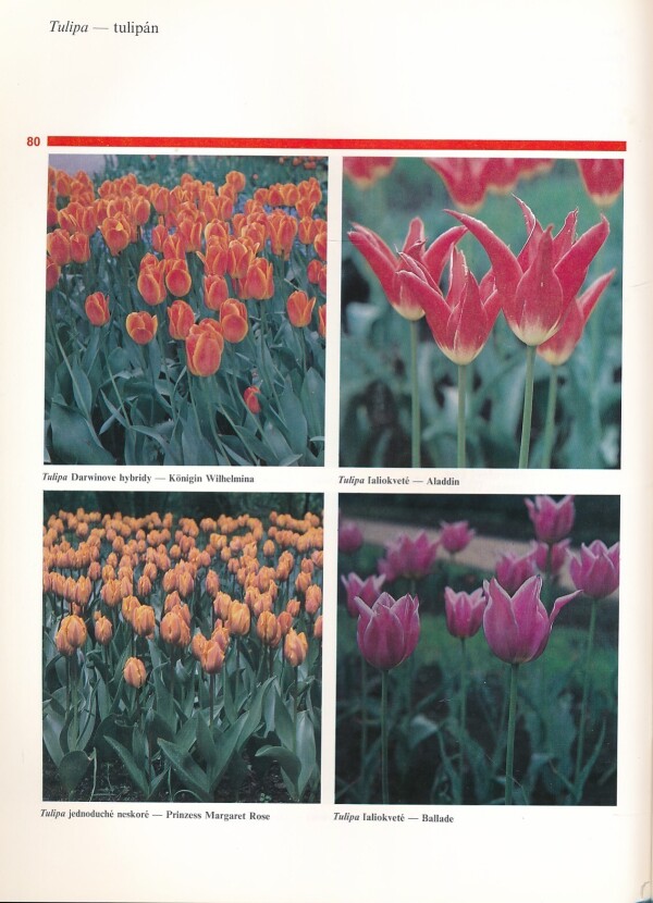 Zdeněk Osvald: VŠETKO O CIBUĽOVINÁCH