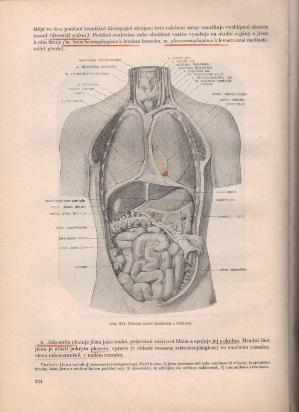 Borovanský, Žlábek, Hromada, Zrzavý, Kos: SOUSTAVNÁ ANATOMIE ČLOVĚKA I, II