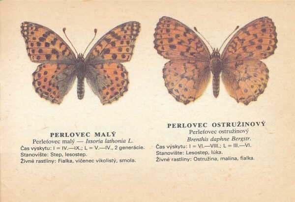 Ilja Okáli, Ján Švec: NAŠE MOTÝLE
