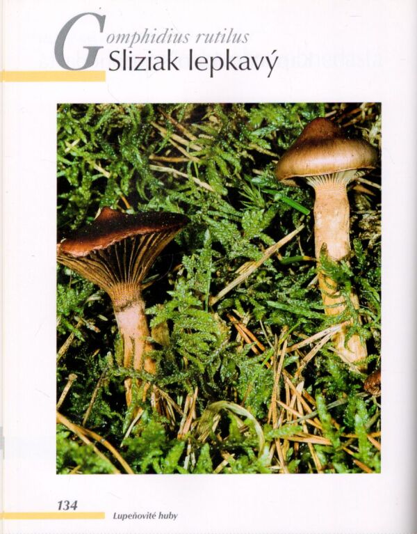 HUBY - ZNAKY, VÝSKYT, VYUŽITIE