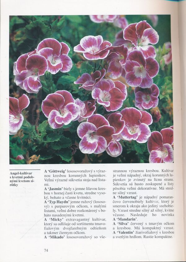 Christa Hofmannová: Muškáty (Pelargónie)