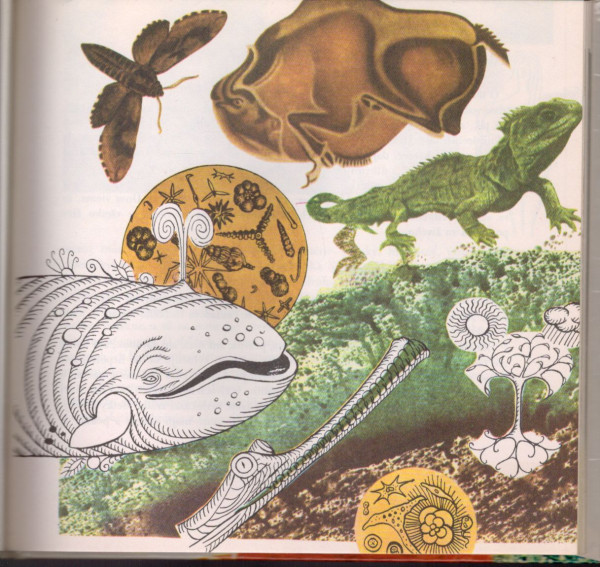 Jiřina Strmeňová: DONIESOL MA BOCIAN?