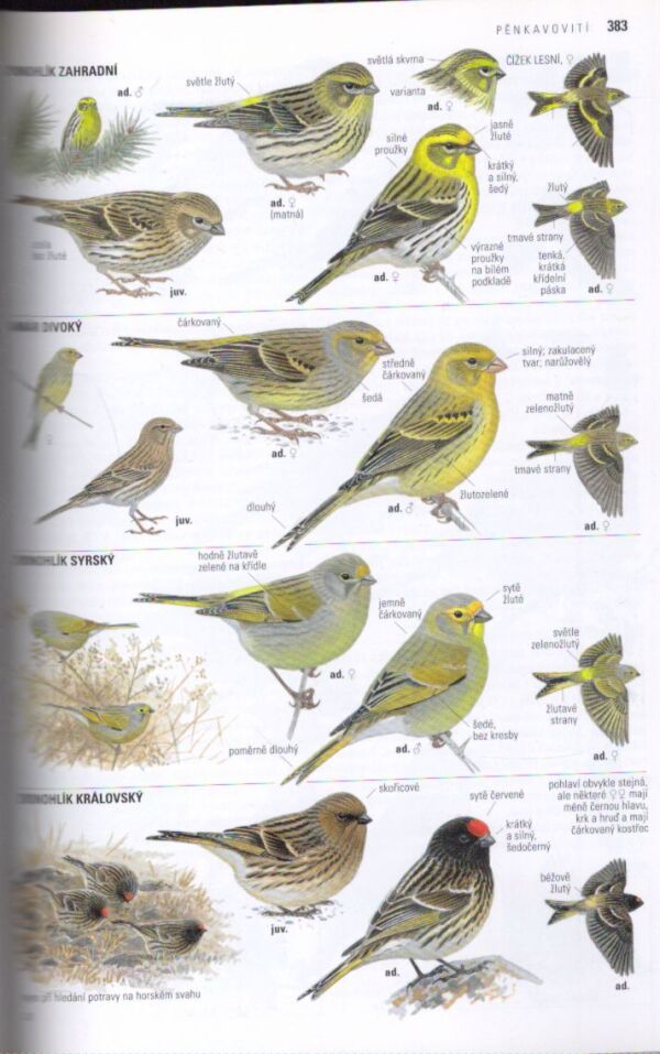 Lars Svensson: PTÁCI EVROPY, SEVERNÍ AFRIKY A BLÍZKÉHO VÝCHODU