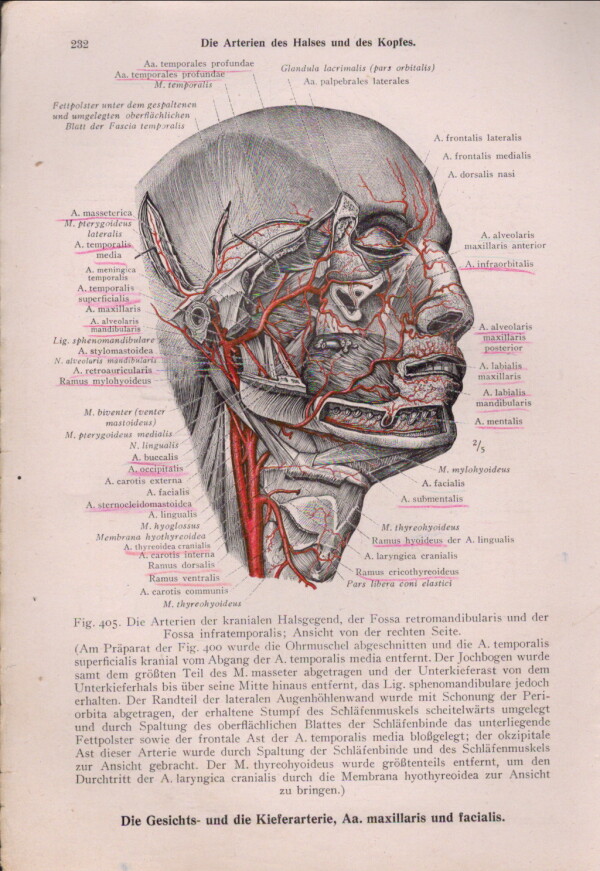 Ferdinand Hochstetter: TOLDTS ANATOMISCHER ATLAS 2,3