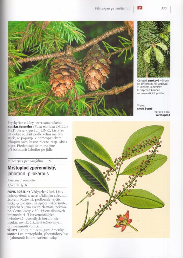 Ingrid Schönfelder, Peter Schönfelder: LÉČIVÉ ROSTLINY