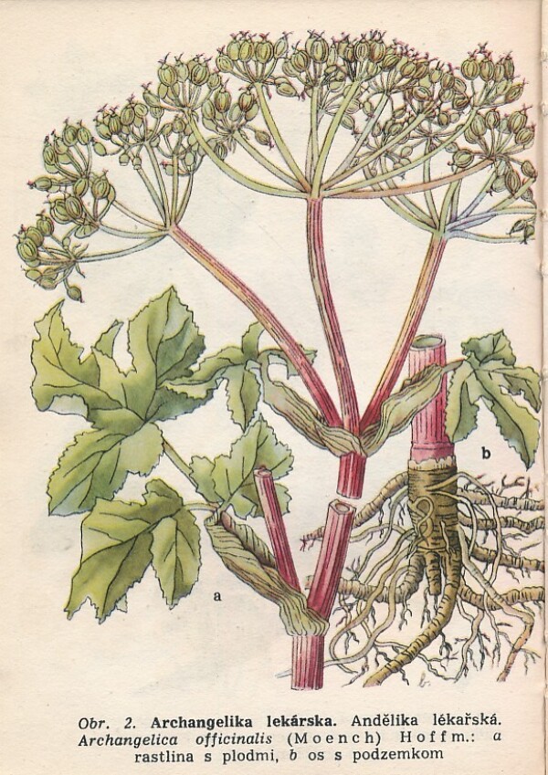 Marta Velgosová: LIEČIVÉ RASTLINY A LESNÉ PLODY