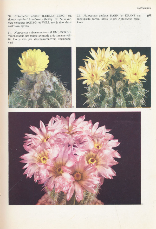 Ch. Grunert, G. Viedt, H.-G. Kaufmann: Kaktusy a iné sukulenty
