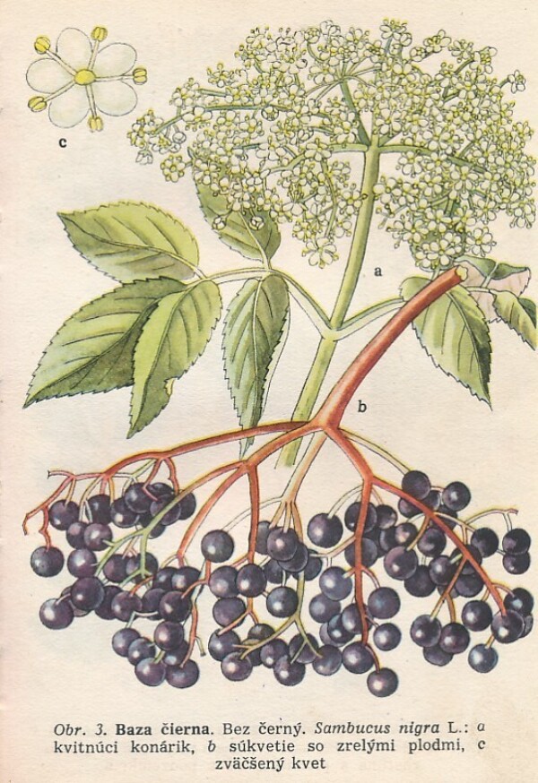 Marta Velgosová: LIEČIVÉ RASTLINY A LESNÉ PLODY