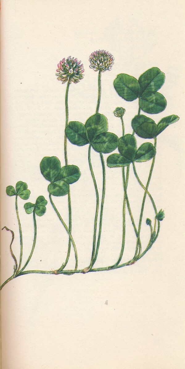 J. Májovský, F. Činčura, V. Feráková, L. Šomšák: RASTLINY VÔD, MOČIAROV A LÚK 3