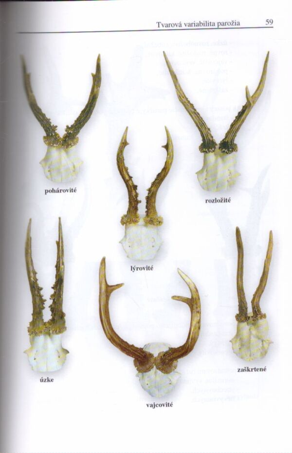 Jozef Herz: SRNČIA ZVER