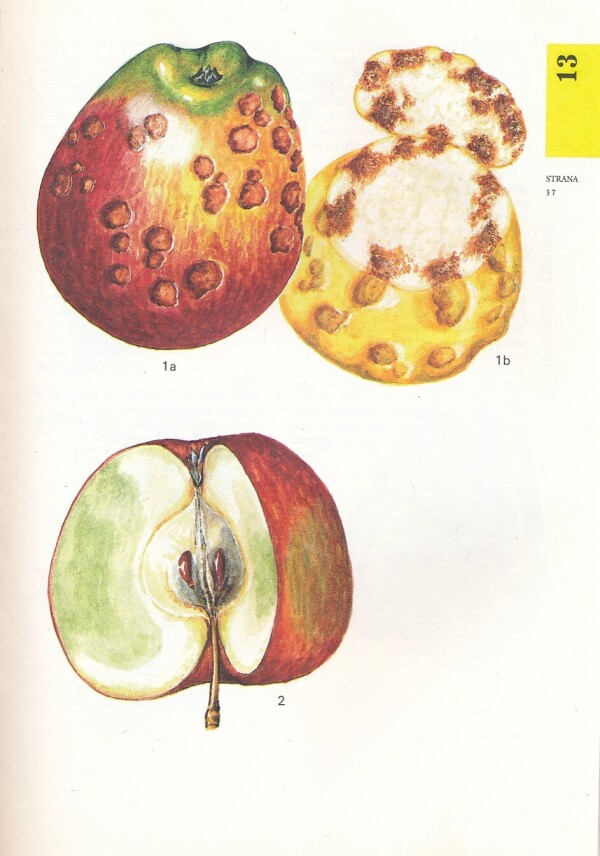V. Zacha, G. Vanek, J. Nováková: ATLAS CHORÔB A ŠKODCOV OVOCNÝCH DREVÍN A VINIČA