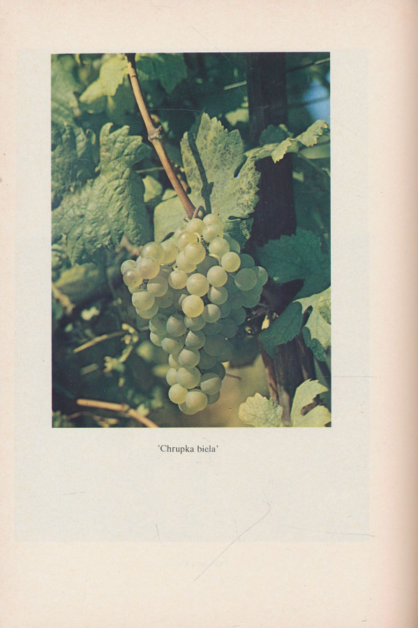 S. Musil a kol.: Vinohradníctvo