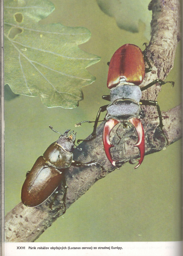 V. J. Stanek: VEĽKÝ OBRAZOVÝ ATLAS HMYZU