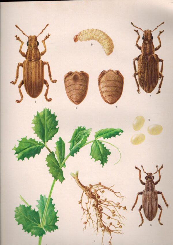 ATLAS CHOROB A ŠKŮDCŮ LUSKOVIN