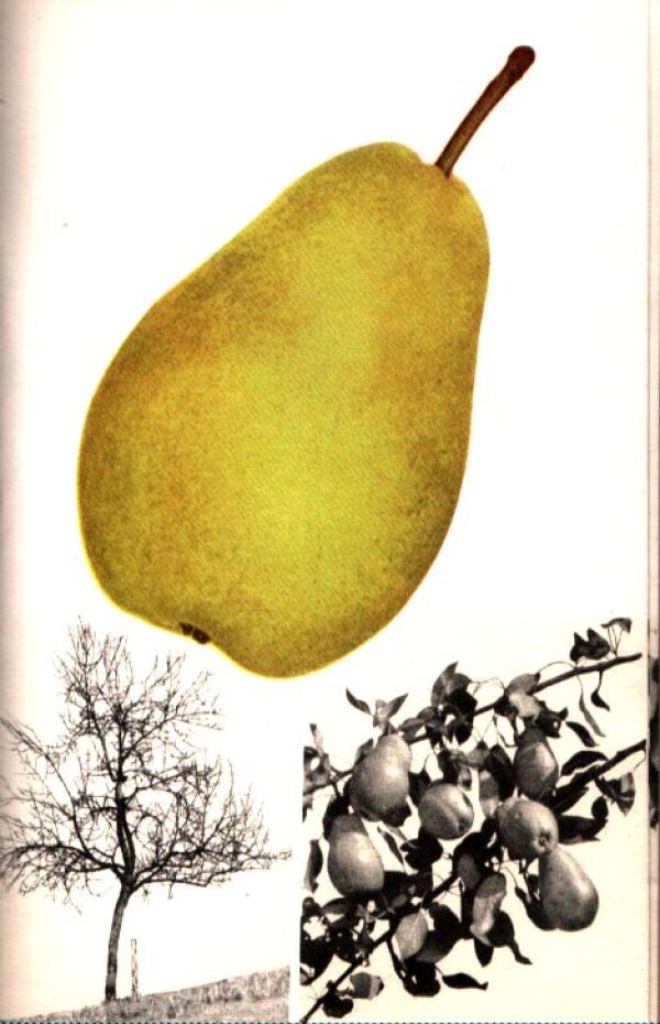 Černík, Boček, Večeřa: MALÁ POMOLOGIE 2 - HRUŠKY